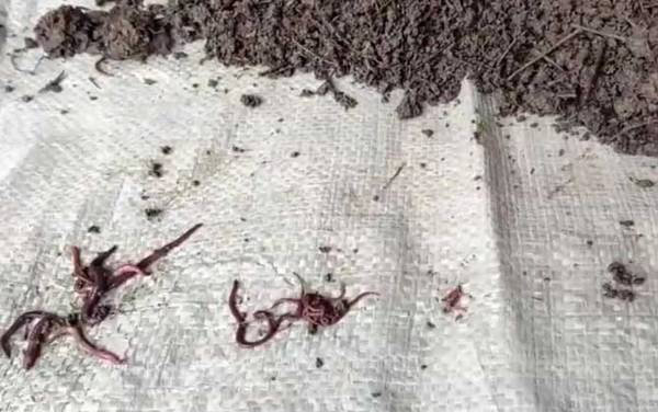 蚯蚓养殖的市场前景怎么样?前景广阔,很多领域都会用到蚯蚓!