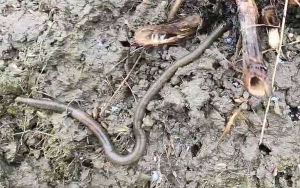 黑蚯蚓为什么难钓到鱼?黑蚯蚓能钓鱼,但效果不如红蚯蚓好!