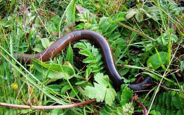 黑蚯蚓为什么难钓到鱼?黑蚯蚓能钓鱼,但效果不如红蚯蚓好!