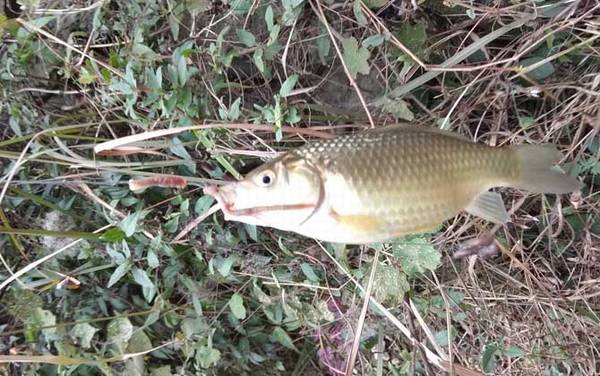 用蚯蚓钓鲫鱼怎么打窝?窝料首选酒米,钓点首选水草区!