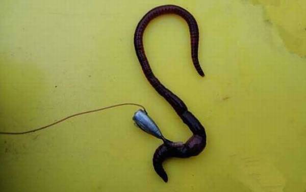 蚯蚓钓鱼是钓底吗?一般建议钓底,蚯蚓钓底比钓浮更有优势!