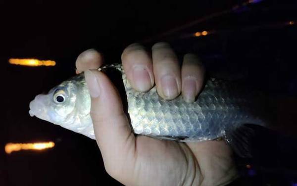 怎么样才能钓到大鲫鱼?从时间、钓点到饵料、窝料都有讲究!