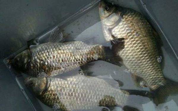 怎么样才能钓到大鲫鱼?从时间、钓点到饵料、窝料都有讲究!