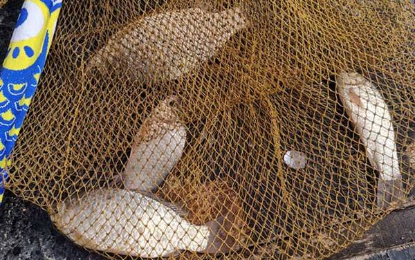 自制钓鲫鱼窝料配方,这6款自制窝料,可统杀鲫、鲤、草、鳊!