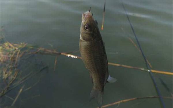 自制钓鲫鱼窝料配方,这6款自制窝料,可统杀鲫、鲤、草、鳊!