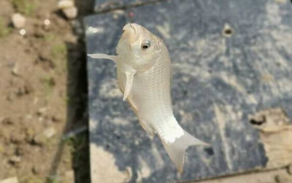 用什么打窝大鲫鱼最多?最好用的是酒米,其次是发酵五谷杂粮!