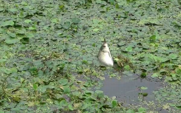 用什么打窝大鲫鱼最多?最好用的是酒米,其次是发酵五谷杂粮!