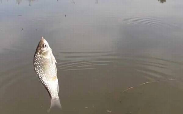 用什么打窝大鲫鱼最多?最好用的是酒米,其次是发酵五谷杂粮!