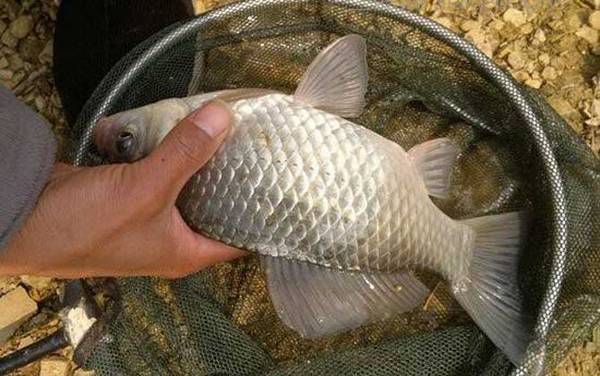 怎么样才能钓到大鲫鱼?从时间、钓点到饵料、窝料都有讲究!