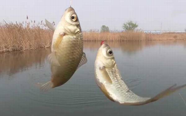 早春钓鲫鱼技巧和方法,掌握这7个关键点,轻松连竿“大板鲫”!