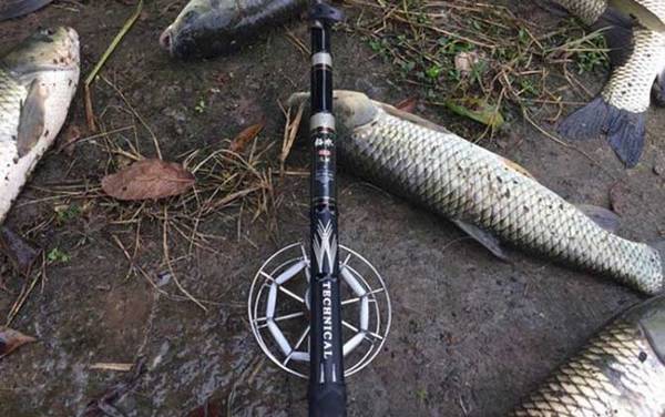 谷麦钓法一般用多长的竿?没有一定,但5.4米和6.3米最实用!