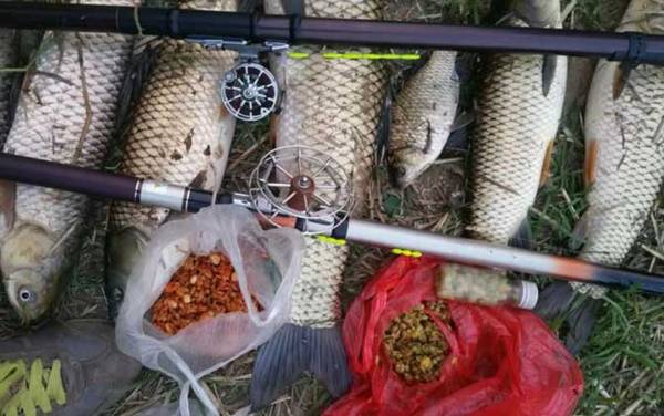 谷麦竿新手入门技巧,两个核心,一是多窝走钓,二是适当逗钓!