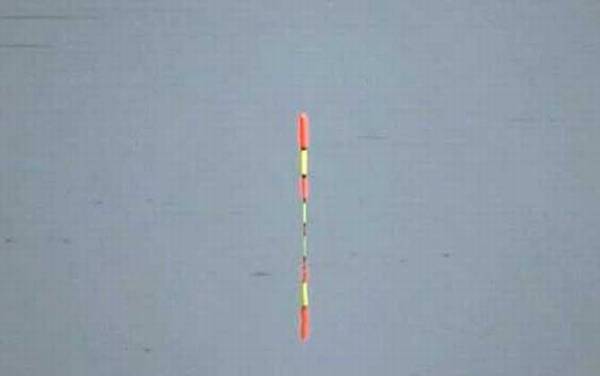 顿口后要多久提竿?取决于鱼情,鱼情不同最佳抬竿时机也不同!