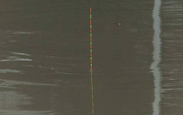 标准下顿口提竿不中鱼,原因非常多,最常见的是“小鱼闹窝”!