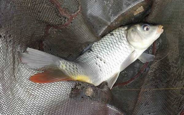 钓鱼人有哪些优点?别看不起钓鱼人,这六大优点不是谁都能做到!