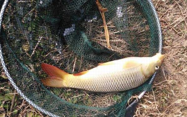 钓鱼高手是怎么炼成的?若能做到这10点,你也能成为钓鱼高手!