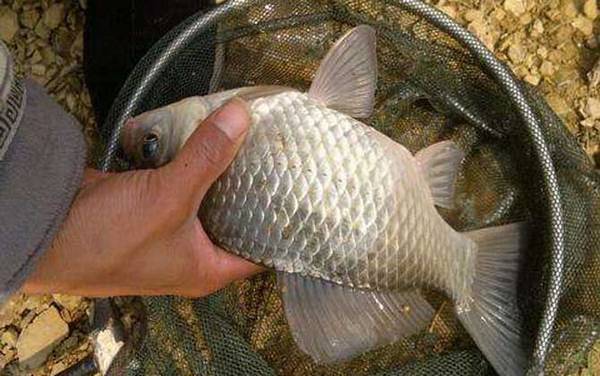 钓鱼高手是怎么炼成的?若能做到这10点,你也能成为钓鱼高手!