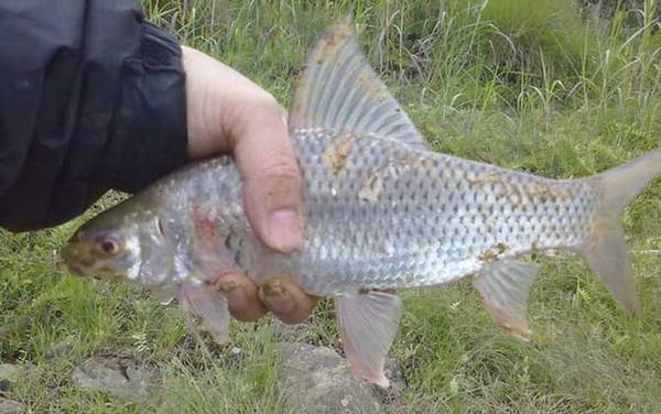 7号袖钩适合钓什么鱼?钓鲫鱼偏大了,适合钓小鲤鱼和小草鱼!