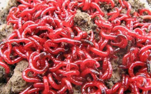 红虫怎么保存不会死?红虫的生命力很强,保存得当能活半个月!