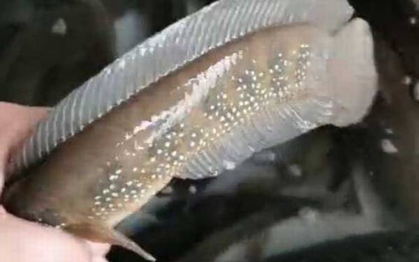 七星鱼(月鳢)_吃什么_多少钱一斤_怎么钓