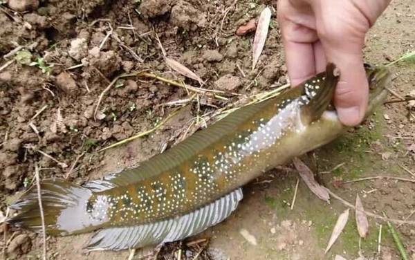 七星鱼(月鳢)_吃什么_多少钱一斤_怎么钓