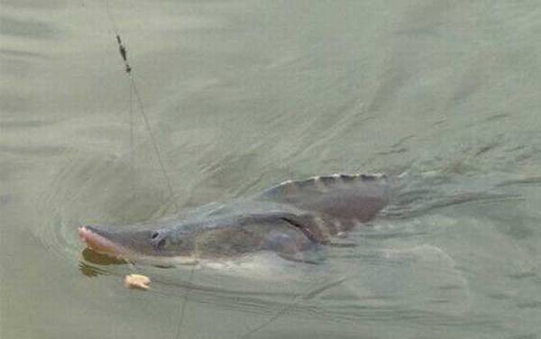 鲟鱼_生活习性_钓法技巧_用什么饵料