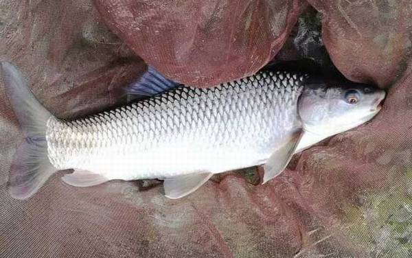 鲮鱼_怎样钓上鱼快_必杀饵料配方_最佳调漂方法