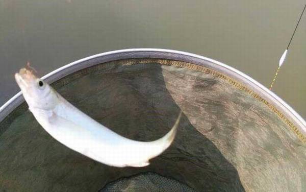 白条鱼_钓白条鱼绝招_最佳饵料配方_公认最快的钓法
