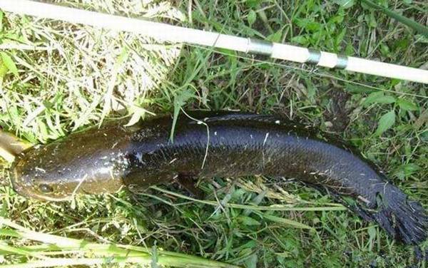 黑鱼_如何钓黑鱼最有效_用什么饵料钓_路亚黑鱼技巧