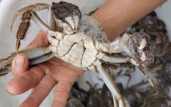 螃蟹_吃什么食物_抓螃蟹技巧_钓螃蟹最好方法