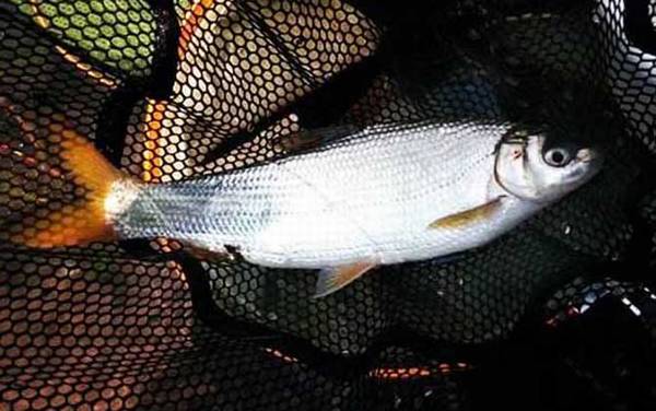 黄尾鱼_钓黄尾鱼技巧_用什么饵料_用什么钩型