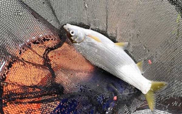 黄尾鱼_钓黄尾鱼技巧_用什么饵料_用什么钩型