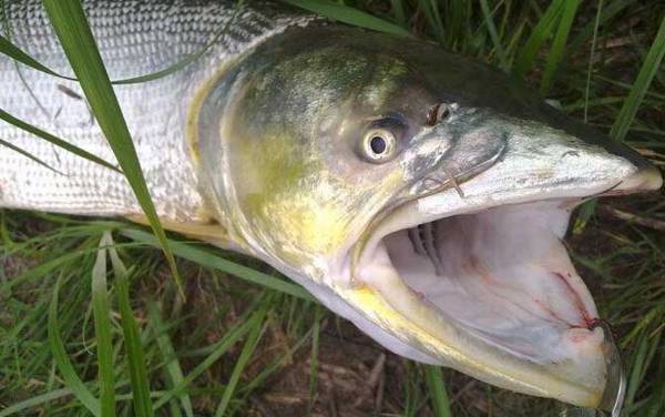 鳡鱼_怎么钓_用什么饵_路亚技巧