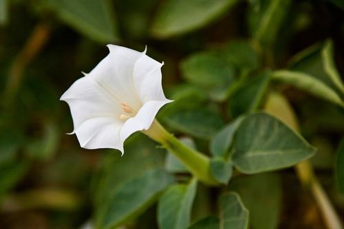 南方-草本花类-花卉-图片 南方-草本花类-花卉-图片