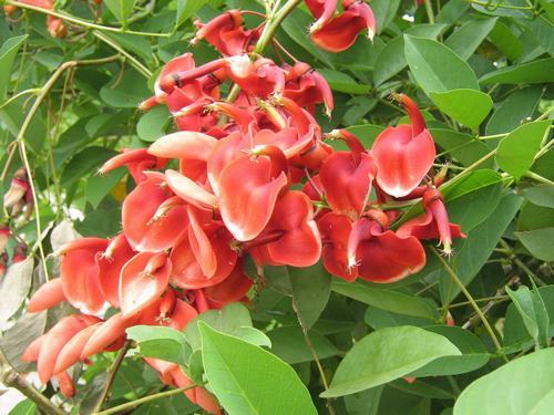 南方-木本花类-花卉-图片 南方-木本花类-花卉-图片