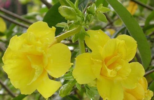 南方-木本花类-花卉-图片 南方-木本花类-花卉-图片