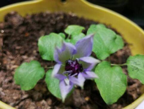 铁线莲小苗怎么养