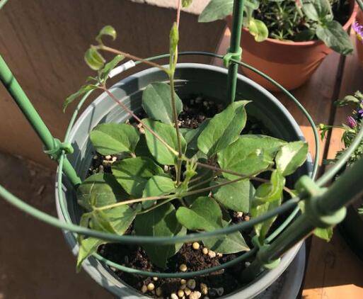 铁线莲小苗怎么养