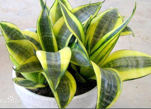 虎皮兰出现散开现象的原因及养护