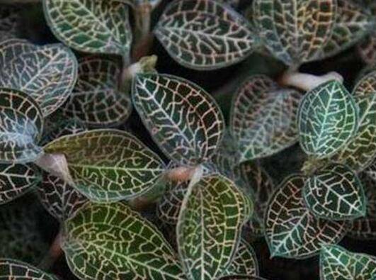 金线莲好养吗?养殖环境条件须知