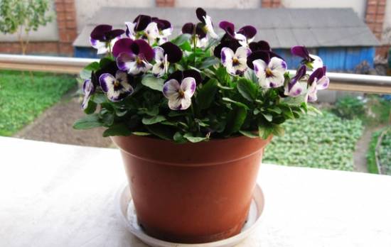 新手养花适合养什么花 家里养的花你有转盆吗?花卉转盆原因及方法分析