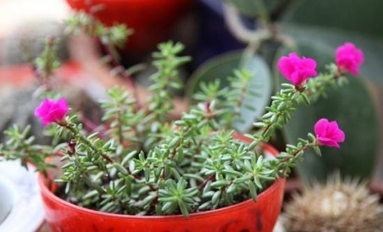 新手养花适合养什么花 家里养的花你有转盆吗?花卉转盆原因及方法分析