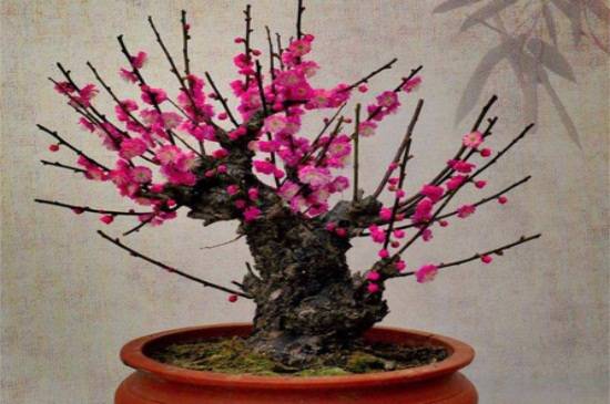 刚买的红梅盆栽正确养殖方法