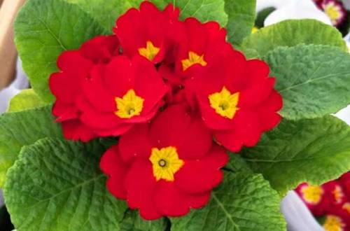 1550481136149535.jpg 报春花怎么养 报春花的养护方法和注意事项