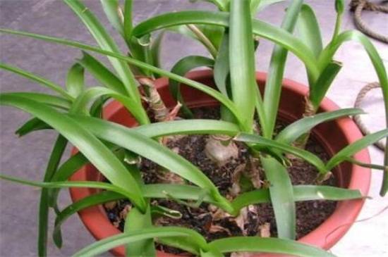 虎眼万年青的浇水方法和注意事项