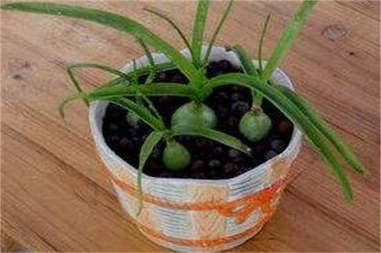 虎眼万年青的浇水方法和注意事项