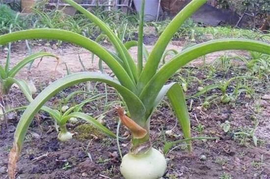 虎眼万年青的浇水方法和注意事项