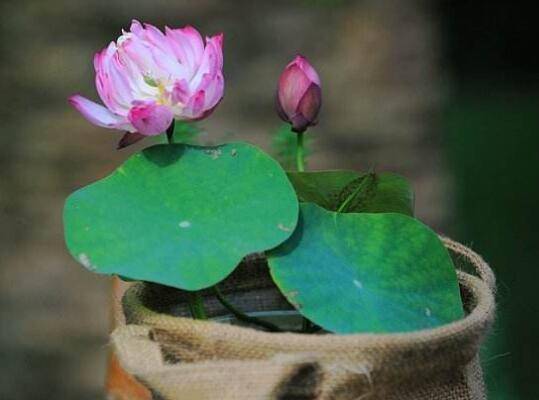 碗莲的种植方法