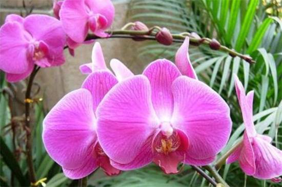 怎么给蝴蝶兰换盆,4个步骤更换盆土养护