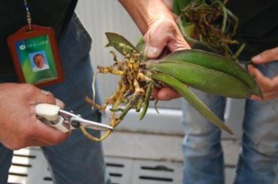 怎么给蝴蝶兰换盆,4个步骤更换盆土养护